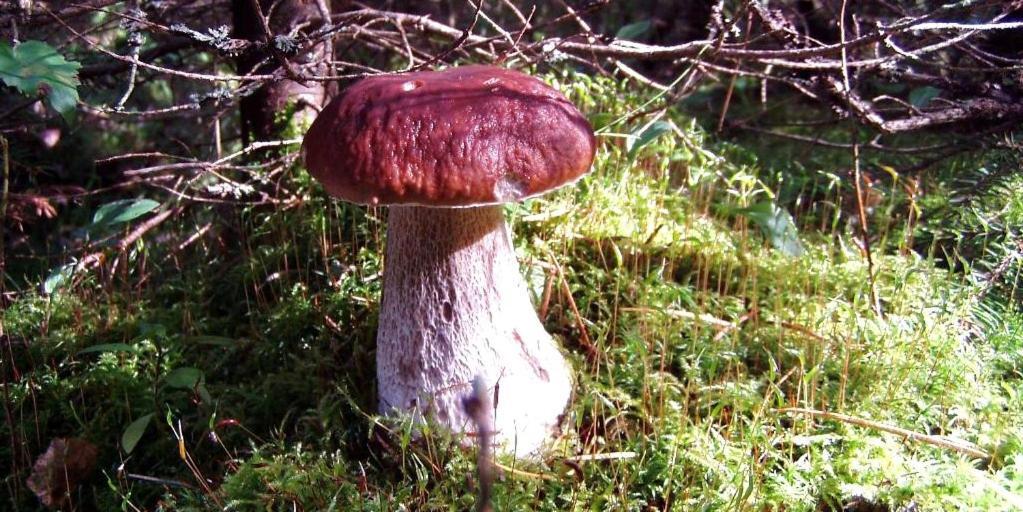 Pokoje Goscinne Przylesie Lobez Luaran gambar
